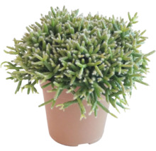 Pot met Rhipsalis