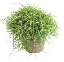 Koraalcactus kamerplant in een pot