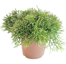 Rhipsalis in pot