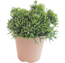 Rhipsalis kamerplant in pot