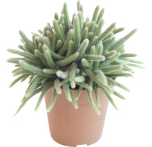 Cactus in een pot