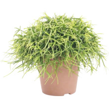 Koraaljuncus in pot
