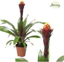 Guzmania kamerplant in pot