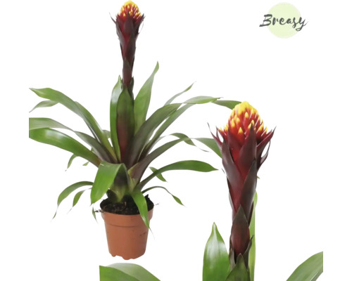 FLORASELF Bromelia Guzmania Akabar potmaat Ø 12 cm H 35-50 cm