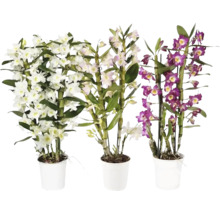 FLORASELF Orchidee Nobile Dendrobium Nobile Mix 3 Tak potmaat Ø 12 cm H 50-65 cm