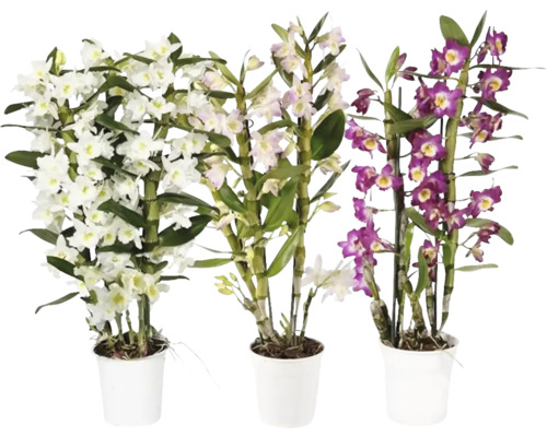 FLORASELF Orchidee Nobile Dendrobium Nobile Mix 3 Tak potmaat Ø 12 cm H 50-65 cm