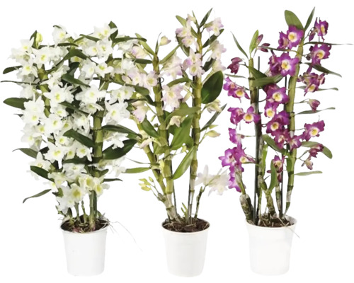 FLORASELF Orchidee Nobile Dendrobium Nobile Mix 3 Tak potmaat Ø 12 cm H 50-65 cm Drie pot-dendrobiumorchideeën met bloemen