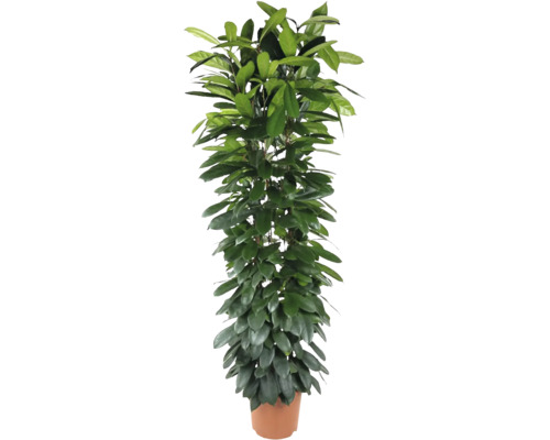 FLORASELF Afrikaanse Vijgenboom Ficus Cyathistipula potmaat Ø 32 cm H 180-190 cm Ficus Alii kamerplant in pot