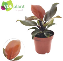Philodendron plant in pot