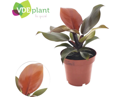 FLORASELF Klimmende boomliefhebber Philodendron Sunlight potmaat Ø 12 cm H 20-30 cm