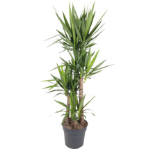 Yucca kamerplant in pot