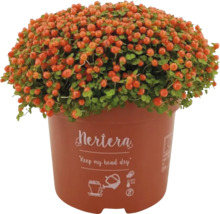 Koraalmos in een pot