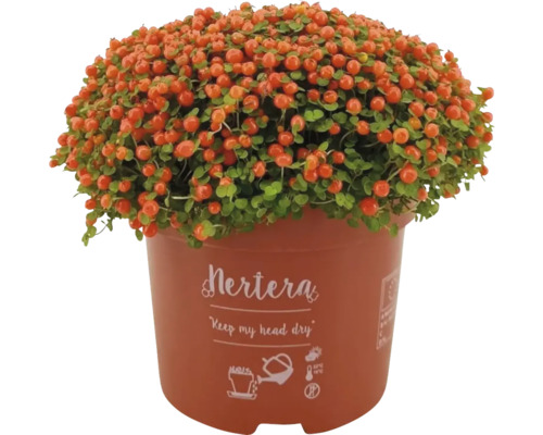 Koraalmos in een pot