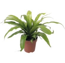 Nestvaren kamerplant in pot
