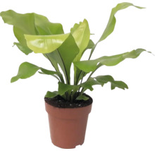 Nestvaren kamerplant in pot