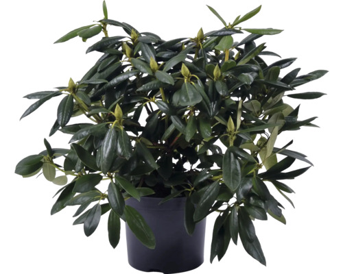 Rhododendron in pot met groene bladeren en bloemknoppen