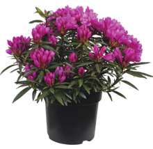 Azalea in pot