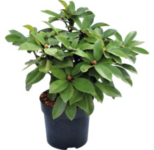 Rhododendron in pot