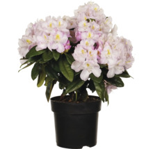 Rhododendron in pot met lichte bloemen