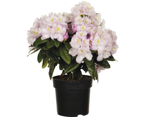 Rhododendron in pot met lichte bloemen