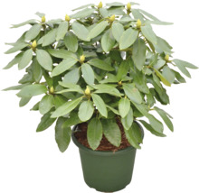 Rhododendron in pot met groene bladeren en bloemknoppen.