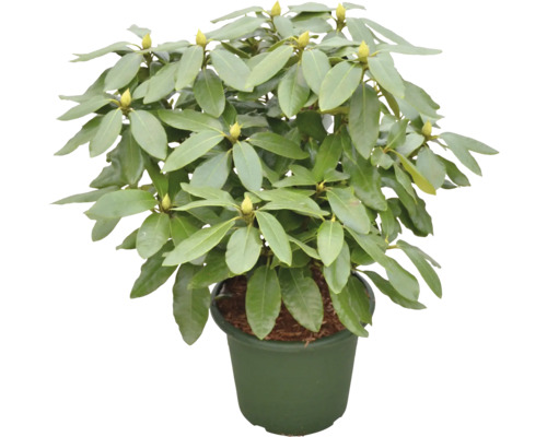 Rhododendron in pot met groene bladeren en bloemknoppen.
