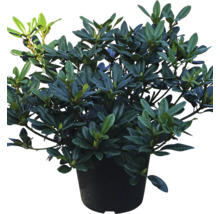 Rhododendron in pot