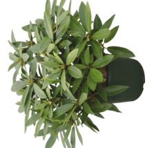 Rhododendron in pot van bovenaf