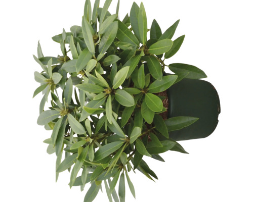 Rhododendron in pot van bovenaf