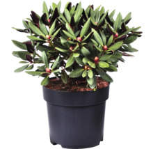 FLORASELF® Rhododendron Rhododendron hybriden 'Frambozenroze' potmaat Ø21 cm