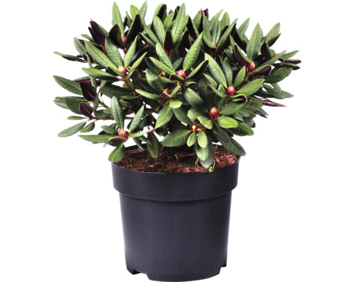 Rhododendron in pot