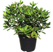 Rhododendron in pot voor de tuin