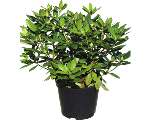 Rhododendron in pot voor de tuin