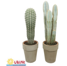 Twee cactusplanten in potten
