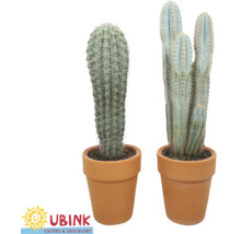 Twee cactusplanten in terracotta potten