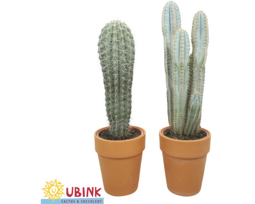 FLORASELF Cactus Mix in pot terracotta potmaat Ø 18 cm H 40-50 cm