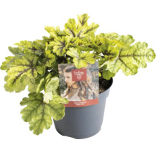 Heuchera plant in pot