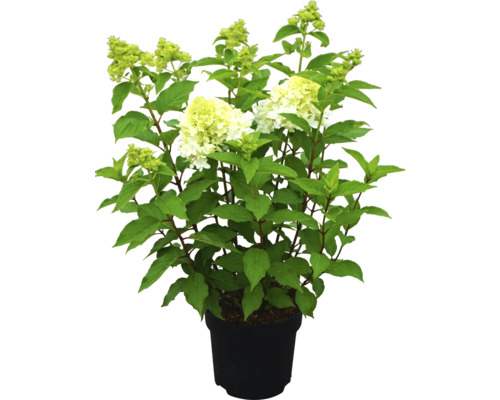 Pluimhortensia in een pot
