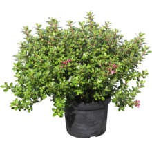 Dwergheide in pot