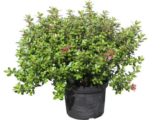 Dwergheide in pot