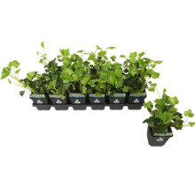 Klimop planten in potten op een tray