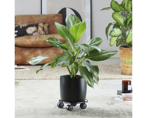 Kamerplant in een zwarte pot op een rolplank