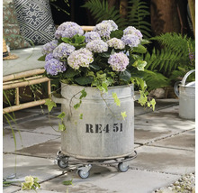 Hortensia in een gegalvaniseerde pot op een rollend bord in de tuin.