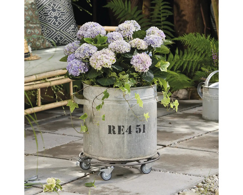 Hortensia in een gegalvaniseerde pot op een rollend bord in de tuin.