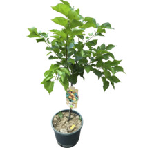 Abrikozenboom in pot