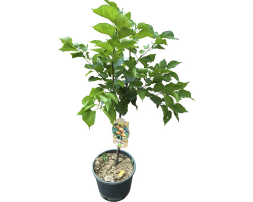 Abrikozenboom in pot