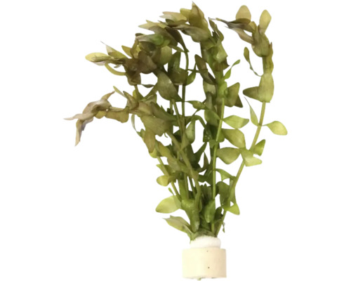 DENNERLE Waterplant Groot vetblad - Bacopa carolineana