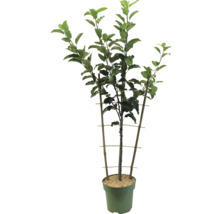 Appelboom in pot met steunconstructie