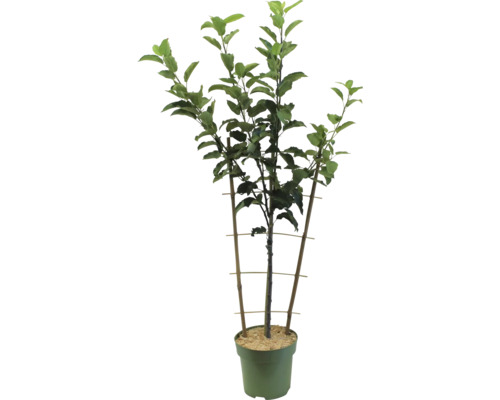 Appelboom in pot met steunconstructie