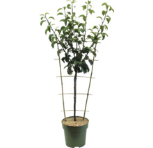 Boom in een pot met klimhulp